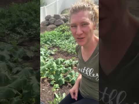 Cucumbers wilting? Here’s what to do!