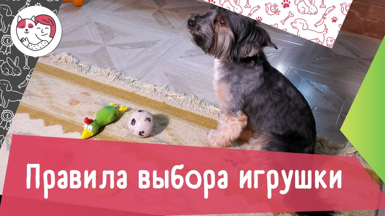 4 правила выбора игрушки для собаки