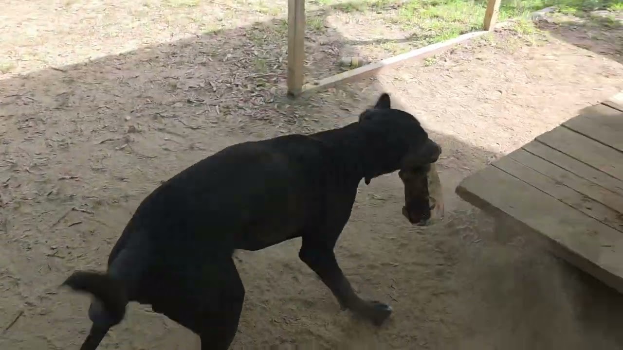 Borealis, a Adoptable mixed breed in Rossville, TN video 6/6