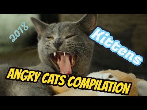 🐱Angry CATS Compilation 2018