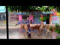 Heavy Rain In Tiruvannamalai INDIA