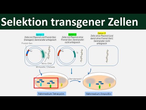 Selection of transgenic cells - ampicillin, tetracycline [Genetic engineering, 5/7]