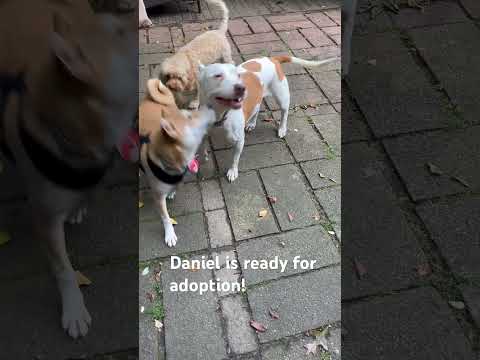 DANIEL, an adoptable Shiba Inu in Media, PA_image-1