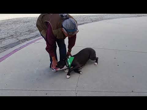 Chuckee, an adopted American Staffordshire Terrier & Labrador Retriever Mix in Pasadena, CA_image-1