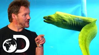 WWE&#39;s Chris Jericho is Scared to Swim with an Eel! | Tanked