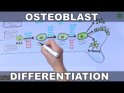 Osteoblasten und ihre Differenzierung