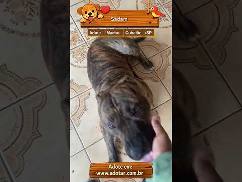 Vídeo de Sadam