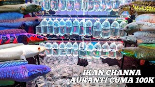 Download lagu REVIEW OF THE PRICE OF CHANNA AURANTI ORNAMENTAL FISH. BP. YS MARU. RSP.. AT THE JATINEGARA ORNAM... mp3