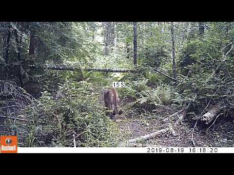 Arcata Mountain Lion