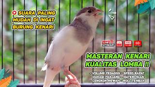 Download lagu Kenari GACOR NGEREK‼️ Masteran Kenari PAUD dan Pancingan Kenari MACET BUNYI dan Betina NGIWIR - 251 mp3