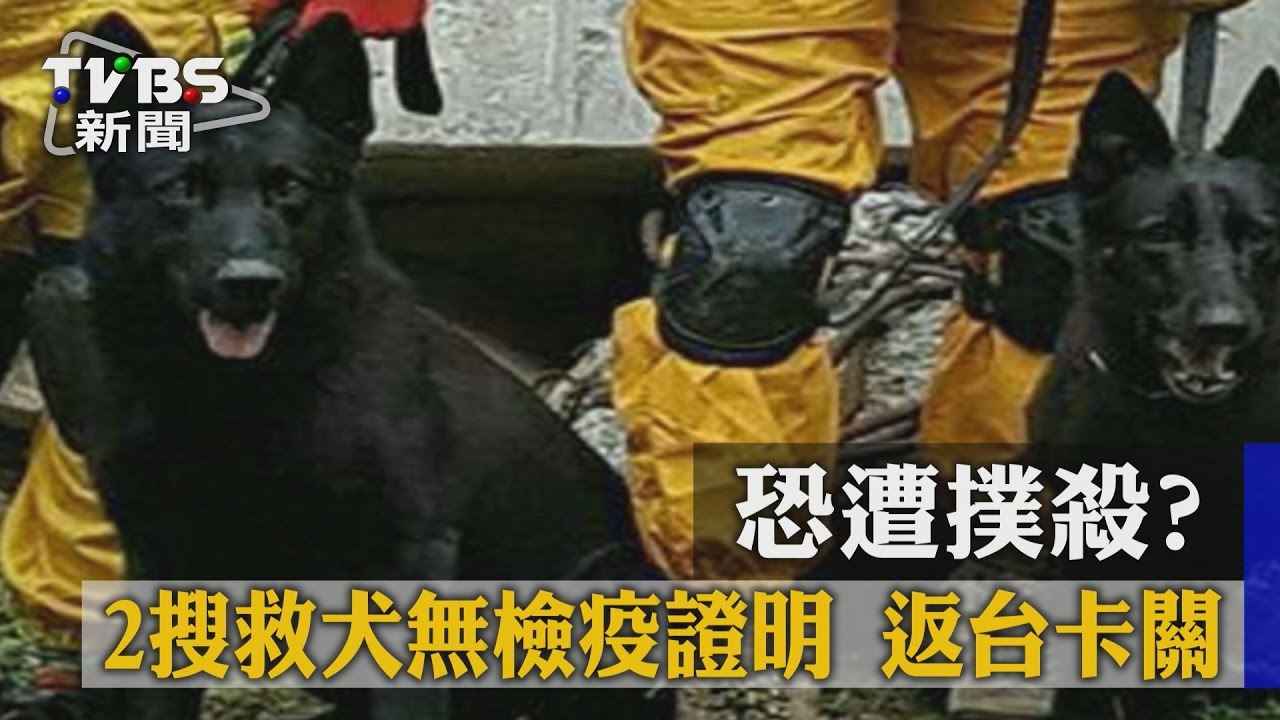 恐遭撲殺?2搜救犬無檢疫證明 返台卡關