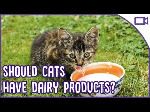 Can Cats Have Milk and Cheese? Dairy and Cats 101!