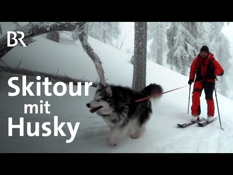 Immer wieder Arber: Patrick Koller und sein Husky | Bergauf-Bergab | Skitour | BR