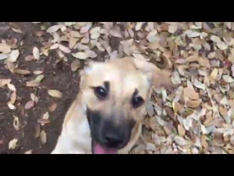 Desiree, an adopted Border Terrier in San Antonio, TX_image-1