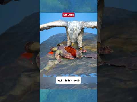 Phi lý và xàm xí P140 - Tại sao chúng ta không nên để đầu hói #hoathinh #shorts