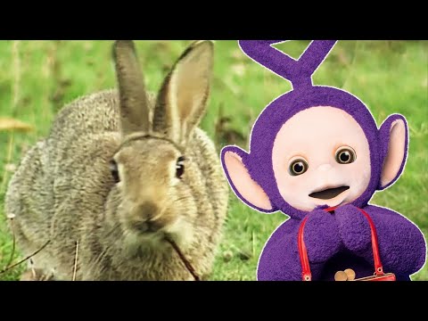 Rabbits and More! Animals Pack - Teletubbies