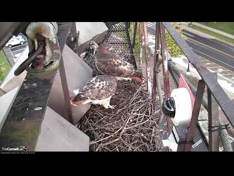 Big Red and Arthur Make Halloween Visit To Red-tailed Hawk Cam – Oct. 31, 2018