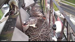 Big Red and Arthur Make Halloween Visit To Red-tailed Hawk Cam – Oct. 31, 2018