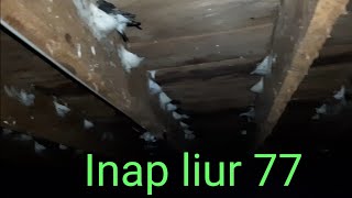 Download lagu Suara Inap Liur 77 | Terbukti ampuh membuat walet BERSARANG & betah didalam RbW mp3 Download lagu Suara Inap Liur 77 | Terbukti ampuh membuat walet BERSARANG & betah didalam RbW mp3