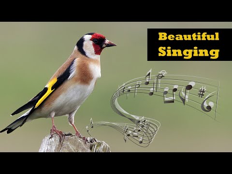 Goldfincd Singing - European Goldfinch Singing