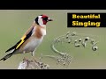 Goldfincd Singing European Goldfinch Singing