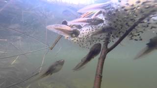 preview picture of video 'Swimming with tadpoles - GoPro 1080 HD'