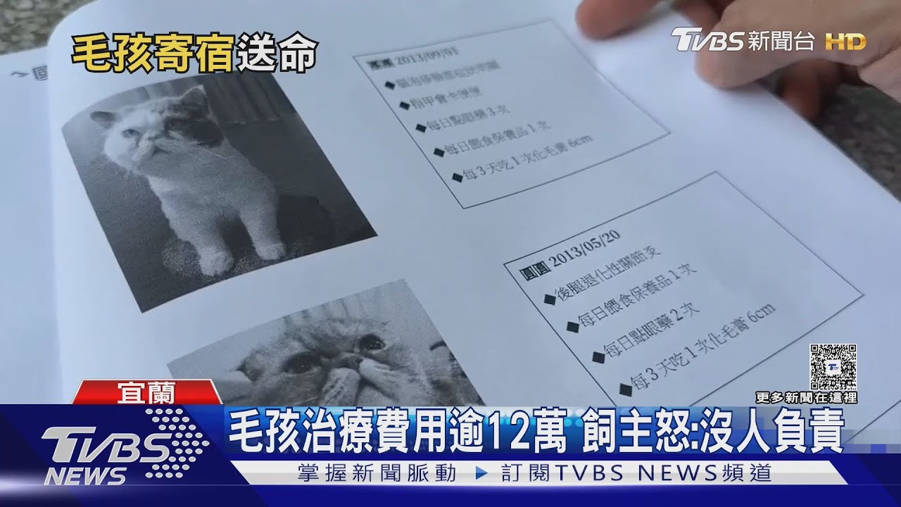 愛貓寄宿突死亡!飼主控寵物旅館照護不當 「不給監視影像」