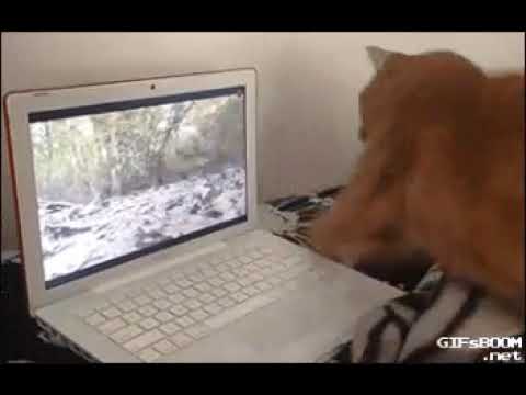 Cat watching video