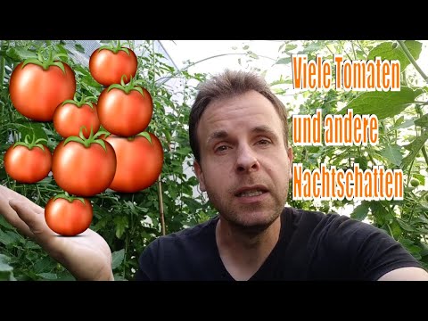 , title : 'Tomaten und andere Nachtschattengewächse - Mein Gewächshaus // Gartenschlau.com'