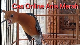 Download lagu Anis Merah Loyo? Cas menggunakan suara pancingan anis merah gacor teler ini dijamin langsung bunyi  mp3