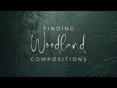 Woodland Photography Compositions, What I look for in the Woodland