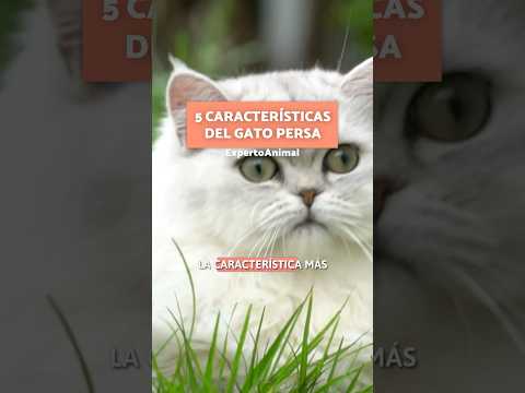 5 CARACTERÍSTICAS del GATO PERSA 🧡