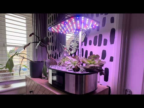 Growing indoors with LetPot LPH-Max 4in1 indoor vegetable garden.