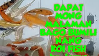 Mga dapat malaman sa pagaalaga nang koi fish|koi fish hobby