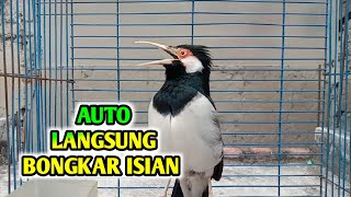 Download lagu Jalak Suren GACOR Full Isian Mewah Untuk Pancingan Dan Masteran Jalak Kurang GACOR Agar Cepat GACOR mp3 Download lagu Jalak Suren GACOR Full Isian Mewah Untuk Pancingan Dan Masteran Jalak Kurang GACOR Agar Cepat GACOR mp3