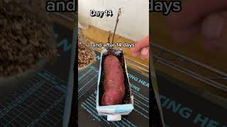 Download lagu Grow More Sweet Potatoes FAST & CHEAP! mp3