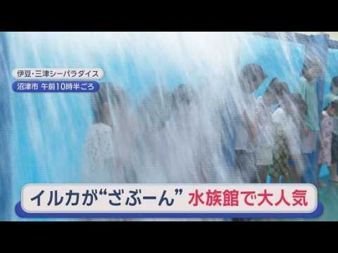 YouTube Video 抽選に当たれば「全身びしょ濡れ」に　夏休みイベント「ドルフィンざぶーん」が人気　静岡・沼津市