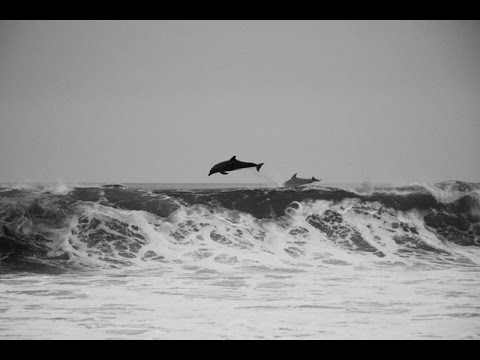 Estampida de delfines en la costa del sur de California