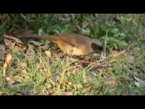Timáliovec maskový (Pterorhinus perspicillatus) — video o speve a chove