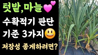 텃밭, 마늘???? 수확적기 판단기준 3가지 ???? 저장성 좋게 하려면?