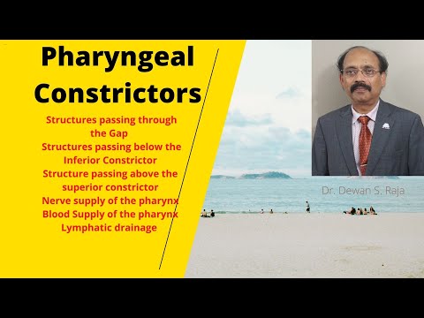 Pharyngeal Constrictors