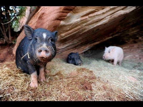 Pigs at Best Friends Animal Sanctuary run for food