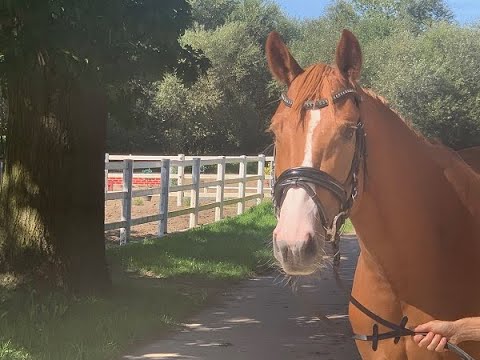 ONYX 3j. Hann. v. Ogano Sitte - Silvio - Grannus