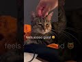 DORA LOVES SOME HEAD RUBS ️ Luckycat Cute Cat Cats