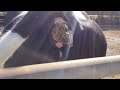 Cow Pooping