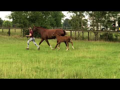 2020 Quaterback x Paparazzo