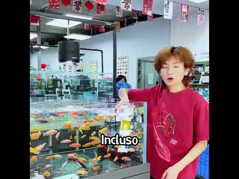 Cuenta tus experiencias sorprendentes criando peces.#funny  #shorts