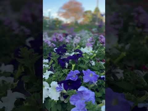 #queensland #unfrezzmyaccount #puzu 🌺🥰🇳🇵😘