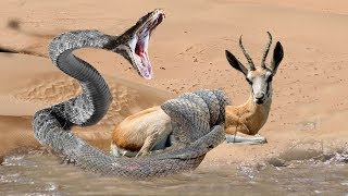 The silent Giant Python attack, swallowed the Antelope easily - Antelope poor no way out