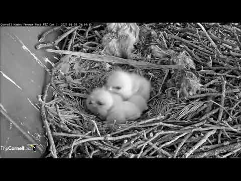 Cornell Red-Tailed Hawks 09.05.2021 05:27